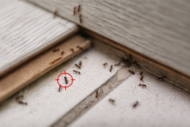 Best Residential Pest Control  in Helena Valley Northeast, MT