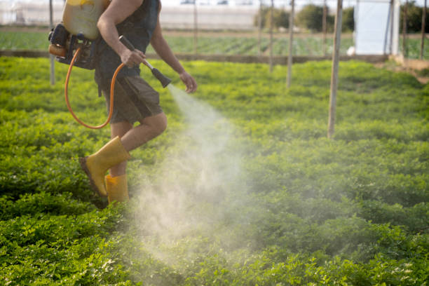 Best Ant Control Services  in Helena Valley Northeast, MT
