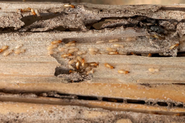 Best Bed Bug Extermination  in Helena Valley Northeast, MT