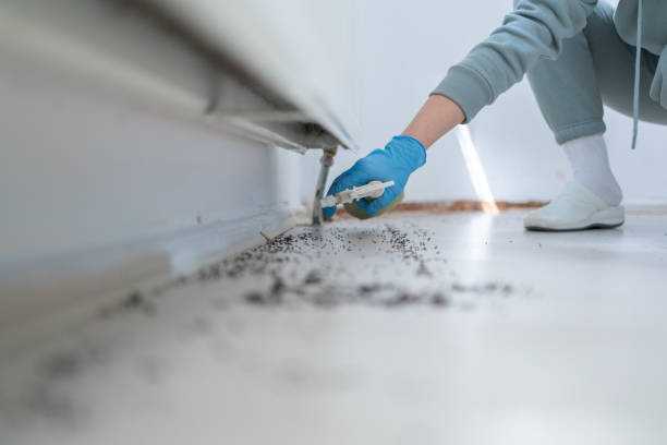 Wasp Removal Services in Helena Valley Northeast, MT
